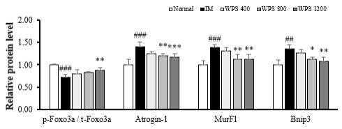 Foxo의 인산화 비율 및 Atrogin-1, MurF1, Bnip3의 단백질 정량