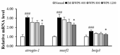 Atrogin-1, MurF1, bnip3의 유전체 발현