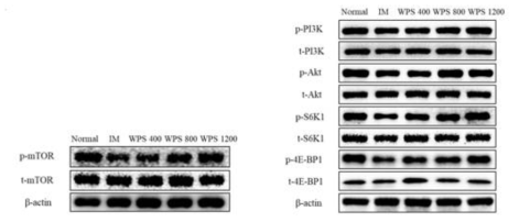 p-mTOR, mTOR, p-PI3K, PI3K, p-Akt, Akt, p-S6K1, S6K1, p-4E-BP1, 4E-BP1의 단백질 발현