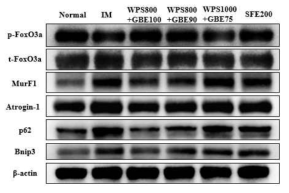 p-Foxo, Foxo, MurF1, Atrogin-1, p62, Bnip3 의 단백질 발현