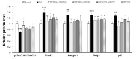 Foxo의 인산화 비율 및 MurF1, Atrogin-1, Bnip3, p62의 단백질 정량