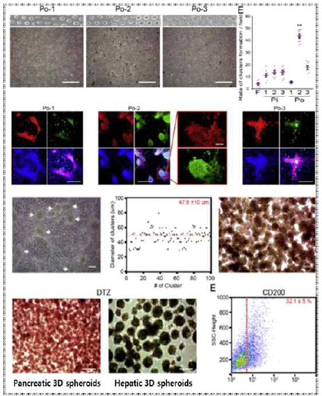 나노기판을 활용한 3D 내배엽세포 분화 및 췌장/간 스페로이드 형성