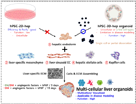 다세포성 복합 간오가노이드의 기능성 향상을 위한 최적화 전략