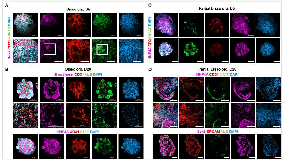 융합형 복합세포 간오가노이드 분화 완료단계 마커 발현 분석. Scale bar = 200μm