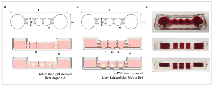 간오가노이드 배양을 위한 3채널 챔버 마이크로 디바이스 제작