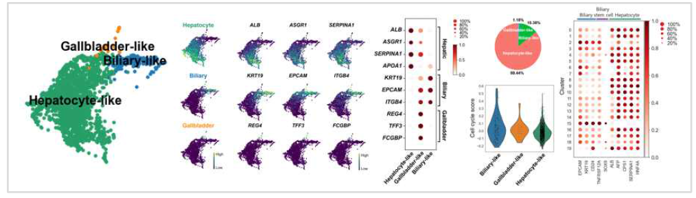 단일세포 전사체 분석을 통한 간오가노이드 구성세포 분류 및 세부 분석