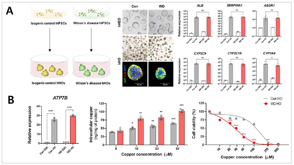 윌슨병 유발 돌연변이를 가진 hiPSC 유래 간오가노이드 생산 및 윌슨 병 질병모델링 확인