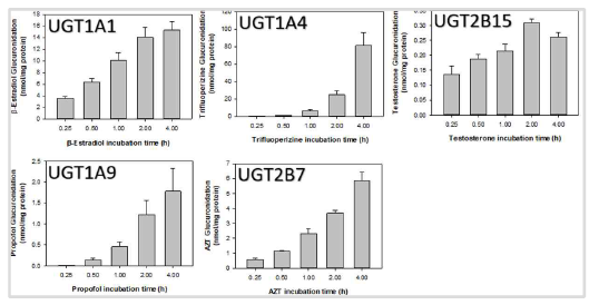 Human primary hepatocytes에서 시간 의존적인 UGT 활성도