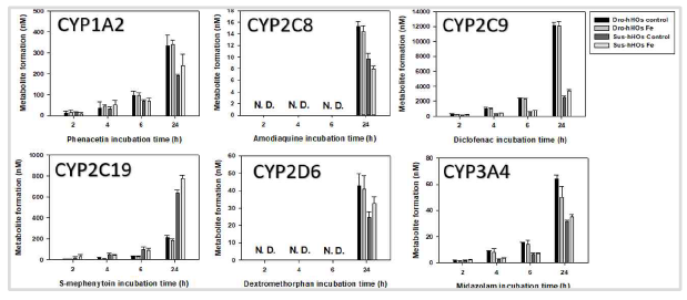 Hepatic ogranoid에서 시간 의존적인 CYP 활성