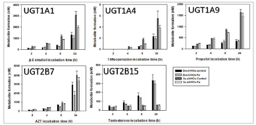 Hepatic ogranoid에서 시간 의존적인 UGT 활성