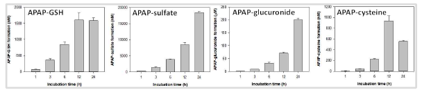 Acetaminophen (10 mM)을 처리한 primary human hepatocyte에서의 상대적인 독성 대사체 형성 평가