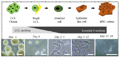 국립중앙인체자원은행에서 분양받은 LCL 세포주의 iPSC 제작 과정