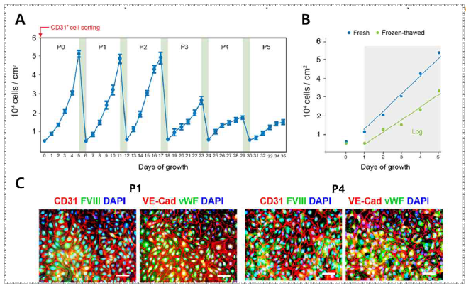 분화 혈관내피세포의 증식 및 동결 해동후 표현형 유지
