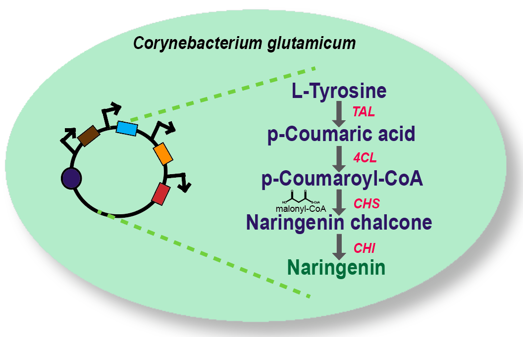 Corynebaterium glutamicum 균주에 도입된 Naringenin 생합성 경로