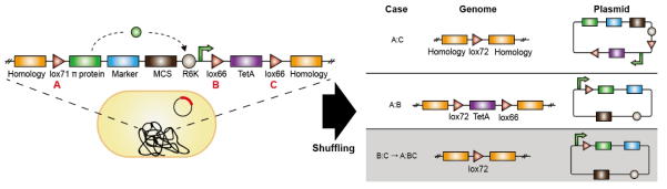 One-step 무항생제 플라스미드 제작 시스템 카세트와 발생 가능한 결과물. A, B, C의 lox recognition sequence가 뒤섞이면서 알맞게 조합된 경우에만 세포 생존이 가능함