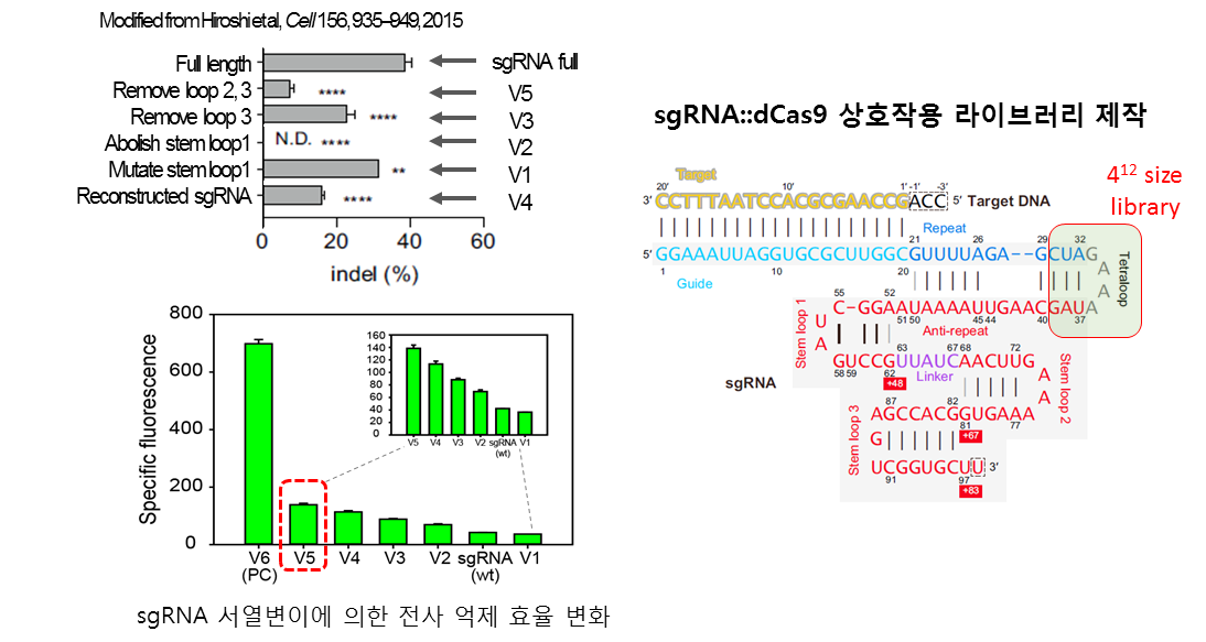 sgRNA 구성성분 변이에 의한 전사 억제효율 변화 및 라이브러리 설계