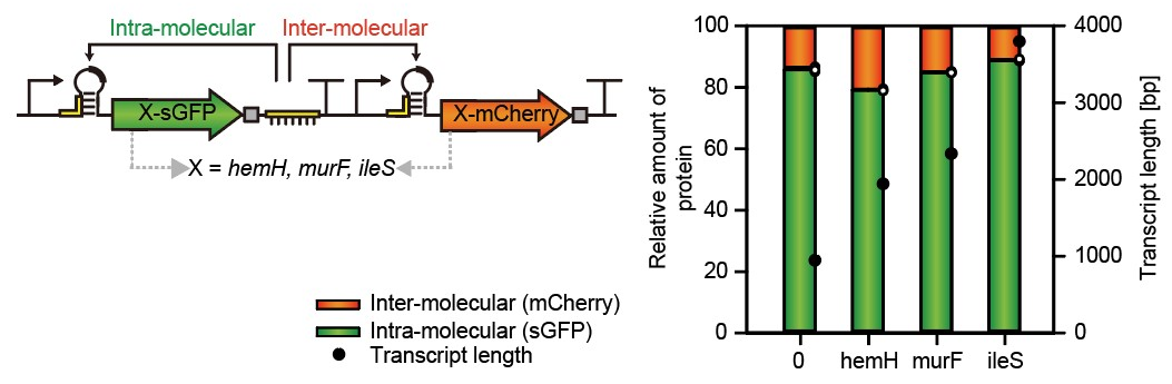 mRNA 분자내 (sGFP) 또는 분자간 (mCherry) 상호작용에 의해 번역이 개시되는 형광값 비교