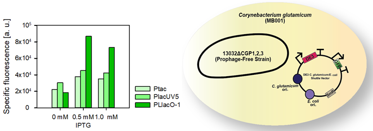 (좌) T7 RNAP 발현을 위한 프로모터 별 형광값 차이 (우) 13032 prophage-free 균주에서의 DE3 플라스미드 발현
