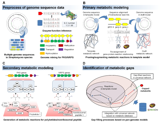방선균 유전체 정보를 이용한 대사 모델 자동화 구축 과정