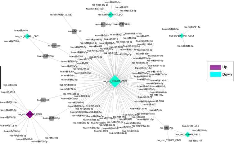 중국에서의 circRNA를 이용한 database의 구축 및 연구 과정 알고리즘