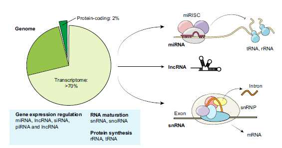 ncRNA functions