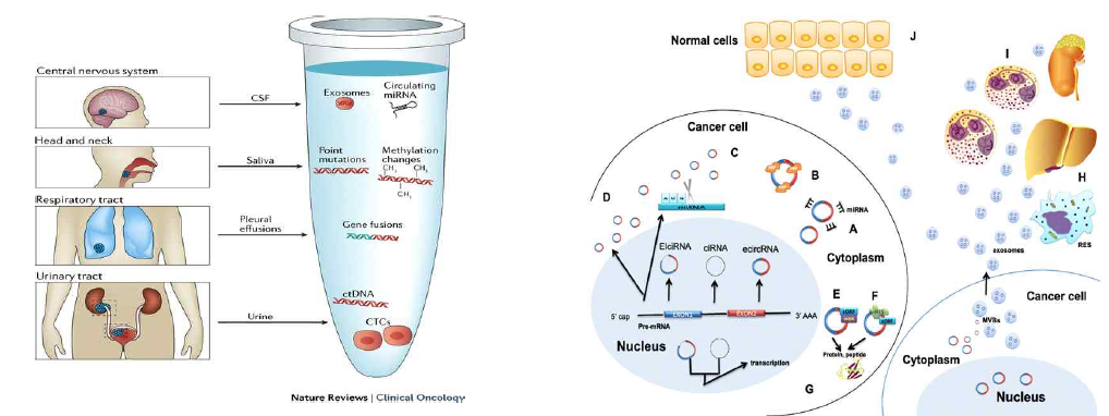 Circulating biomarkers and Circular RNA: new star, new hope in cancer