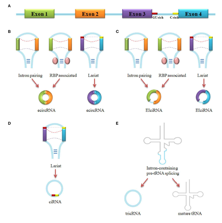 Prospect of Circular RNA in Hepatocellular Carcinoma: A Novel Potential Biomarker and Therapeutic Target