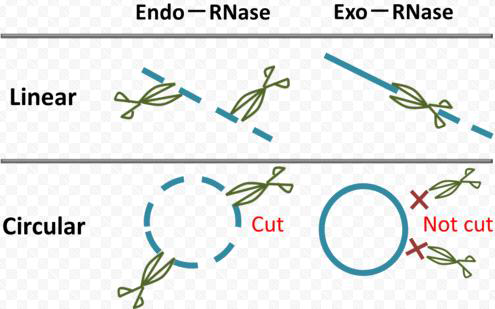 Linear RNA에 비해 circular RNA가 안정화되는 이유