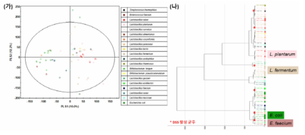 64종 유산균 혐기 배양액 추출물의 GC-TOF-MS 분석 기반 다변량 통계분석 결과. (가) PLS-DA, (나) HCA