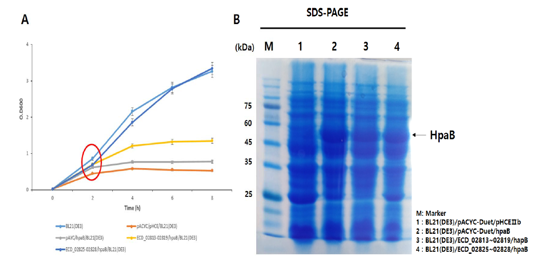 ECD_02825-02828이 외래 단백질 (HpaB)의 발현 및 균주 생장에 미치는 영향 (IPTG induction은 접종 후 2시간 후 진행, SDS-PAGE은 8시간 배양 후 sampling)