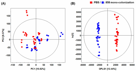 PBS 처리 마우스와 858 균주 mono-colonization의 마우스 혈액 GC-TOF-MS 분석 기반 다변량 통계분석 결과 (A) PCA, (B) OPLS-DA