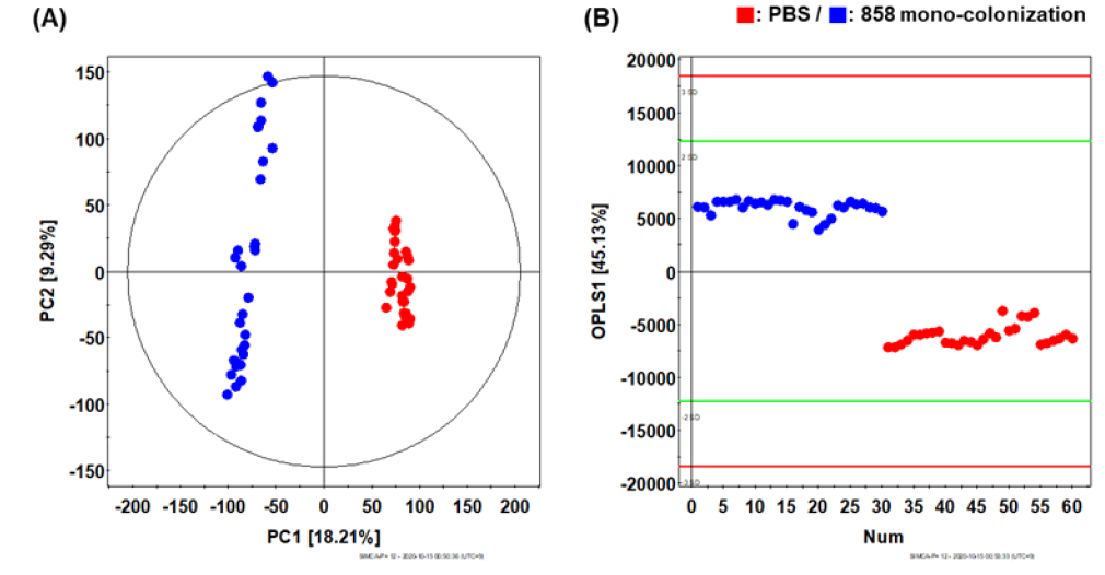 PBS 처리 마우스와 858 균주 mono-colonization의 마우스 분변 GC-TOF-MS 분석 기반 다변량 통계분석 결과 (A) PCA, (B) OPLS-DA