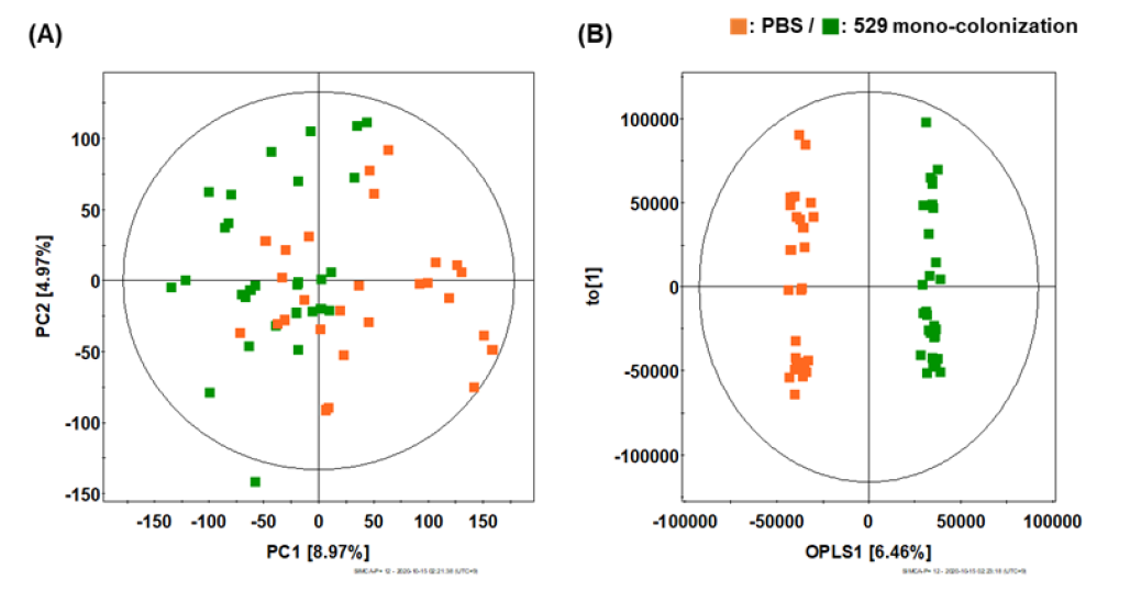 PBS 처리 마우스와 529 균주 mono-colonization의 마우스 혈액 GC-TOF-MS 분석 기반 다변량 통계분석 결과 (A) PCA, (B) OPLS-DA
