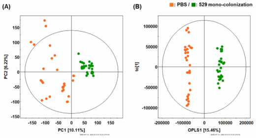 PBS 처리 마우스와 529 균주 mono-colonization의 마우스 분변 GC-TOF-MS 분석 기반 다변량 통계분석 결과 (A) PCA, (B) OPLS-DA