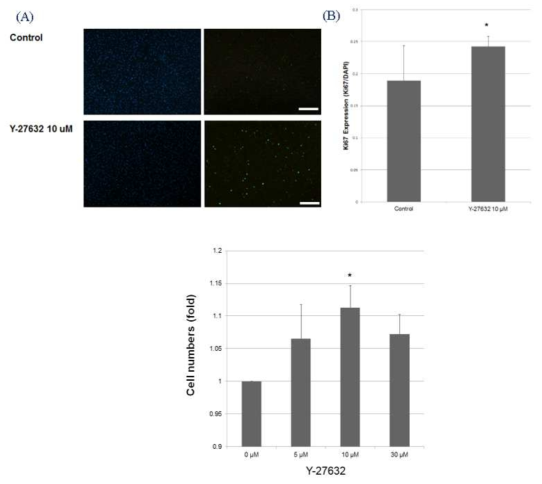 Y-27632 처리 하에 세포 증식 능력 증가 및 농도별 Cell viability assay