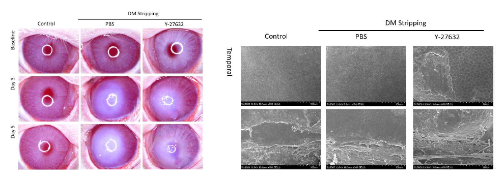 각막내피세포 기능부전 동물 실험모델에서 Y-27632 치료 효과