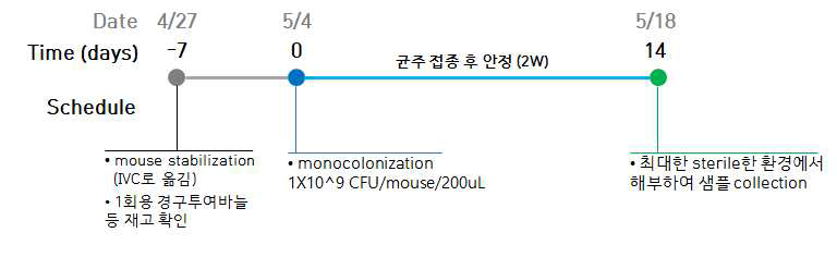 GF 마우스를 이용한 L. coryniformis 529, L. fermentum 858의 투여 실험 모식도