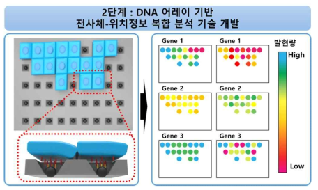 1세부 2단계　연구개발 개요 – DNA 어레이 기반 단일 세포 수준 전사체-위치정보 복합분석 기술 개발