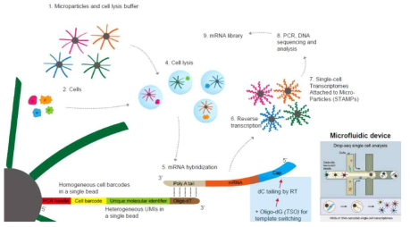 단일 세포 전사체 포획 및 분석 기술 모식도 – 마이크로비드와 단일 세포를 독립된 공간에 위치시킨 뒤 세포에서 방출한 전사체를 포획