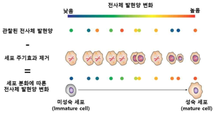 단일세포 전사체 분석을 통한 세포주기별 전사체 발현양 비교 모식도 – 단일세포수준 전사체 분석을 진행할 경우 세포분화에 따른 전사체 발현양 변화 분석 가능