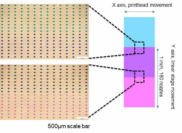 프린터 헤드와 결합된 리니어 스테이지를 이용해 일렬로 정렬된 결과