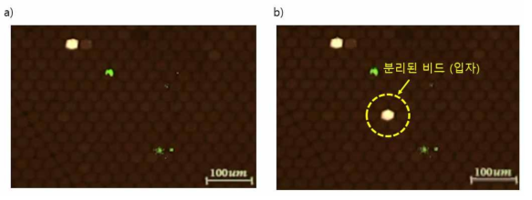 a) 레이저 조사 전, 마이크로 웰 어레이의 모든 웰에 비드가 들어가있는 모습. (좌 상단 레이저로 이미 분리된 웰 제외) b) 레이저를 조사한 후 원하는 비드만 선택적으로 분리된 모습