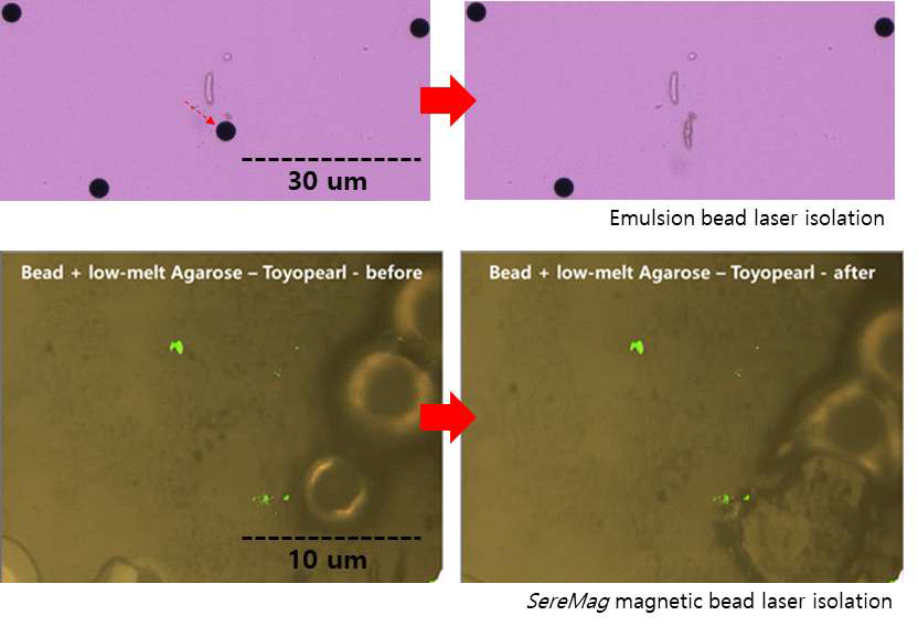Emulsion bead (~4 um), SereMag magnetic bead (1~3 um)를 이용해 laser 분리가 가능한지 확인