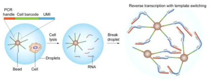 최근 개발된 단일세포 수준 전사체 분석 기술의 모식도 – 마이크로비드와 단일 세포를 독립된 공간에 위치시킨 뒤 세포에서 방출한 전사체를 포획