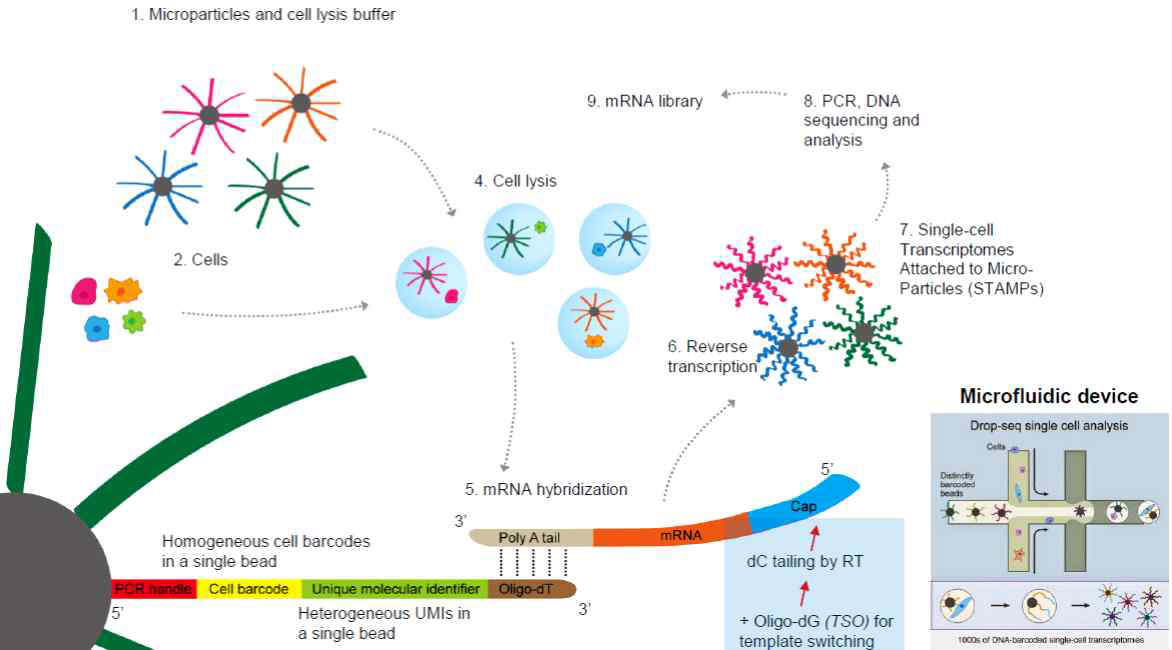 단일 세포 전사체 포획 및 분석 기술 모식도 – 마이크로비드와 단일 세포를 독립된 공간에 위치시킨 뒤 세포에서 방출한 전사체를 포획
