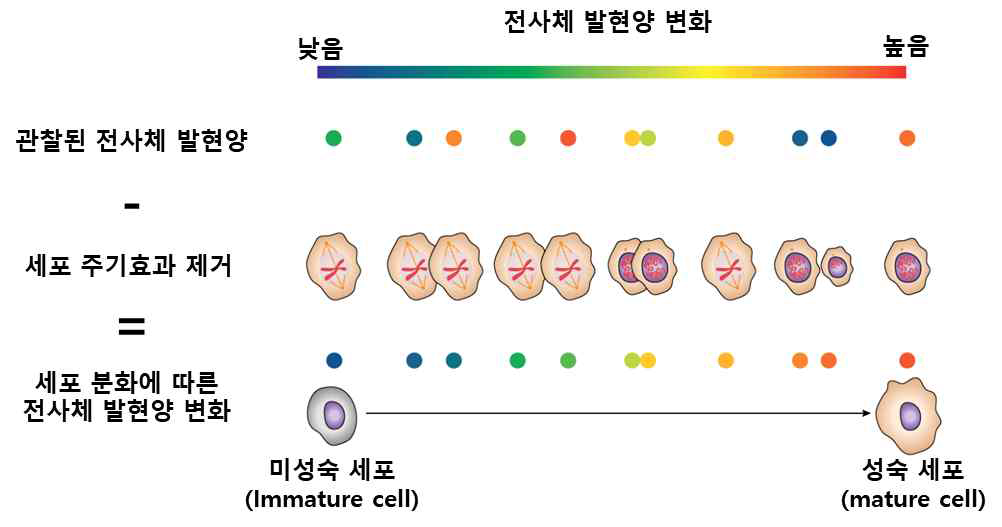 단일세포 전사체 분석을 통한 세포주기별 전사체 발현양 비교 모식도 – 단일세포수준 전사체 분석을 진행할 경우 세포분화에 따른 전사체 발현양 변화 분석 가능