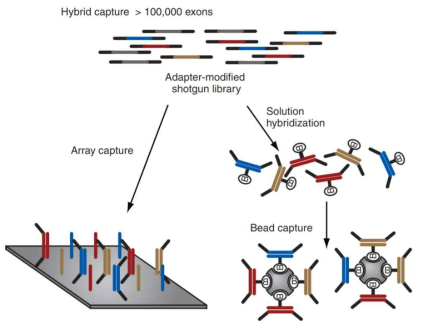 혼성화 기반의 target enrichment 방법 모식도 – 무작위로 분쇄된 유전체 단편들은 DNA어레이 혹은 biotin 처리된 RNA프로브와 혼성화를 진행하는 형태로 포획 진행