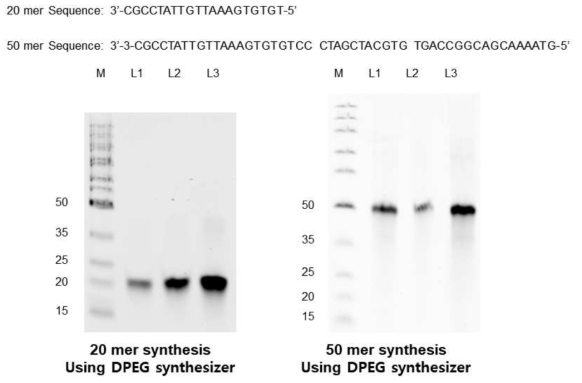 프린터를 이용해 합성된 20 mer와 50 mer의 Polyacrylamide gel electrophoresis 결과