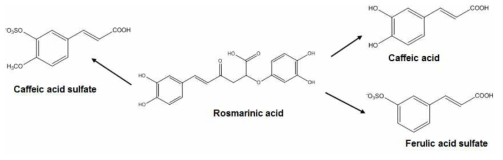 Rosmarinic acid의 예상 대사경로