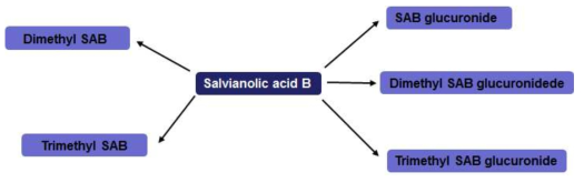 Salvianolic acid B의 예상 대사경로